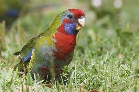 Rosella